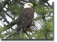 eagle