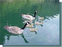 Geese Chicks