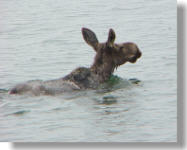 moose swimming in Lake Pend Oreille