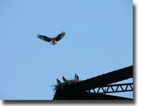 eagle
