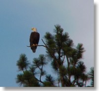 Eagle Fisherman's Island