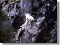 Mountain Goat