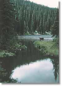 Moose during lake cruise